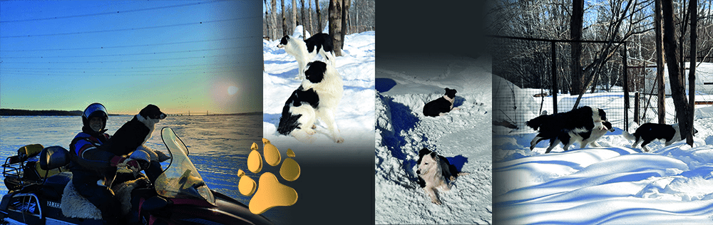Bandeau photo de border collies à l'élevage Border Collie d'Orléans : border collie sur une motoneige, chiens jouant dans la neige, border collie se reposant dans la neige, et deux border collies courant dans un enclos enneigé. Élevage situé sur l'île d'Orléans, Québec.