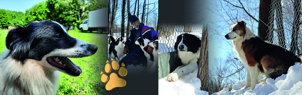 Bandeau photo de border collies à l'élevage Border Collie d'Orléans : portrait d'un border collie noir et blanc dans la nature, éleveur avec ses border collies, border collie se reposant près d'un arbre en hiver, et border collie tricolore dans la neige. Élevage situé sur l'île d'Orléans, Québec.